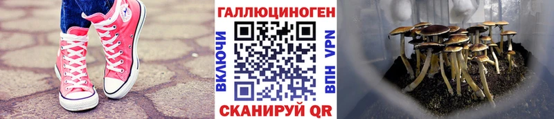 Псилоцибиновые грибы MAGIC MUSHROOMS закладка Гусев